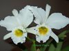 cattleya gaskelliana var alba.